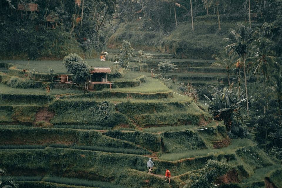 Tegalalang rice terraces in Ubud, Bali
