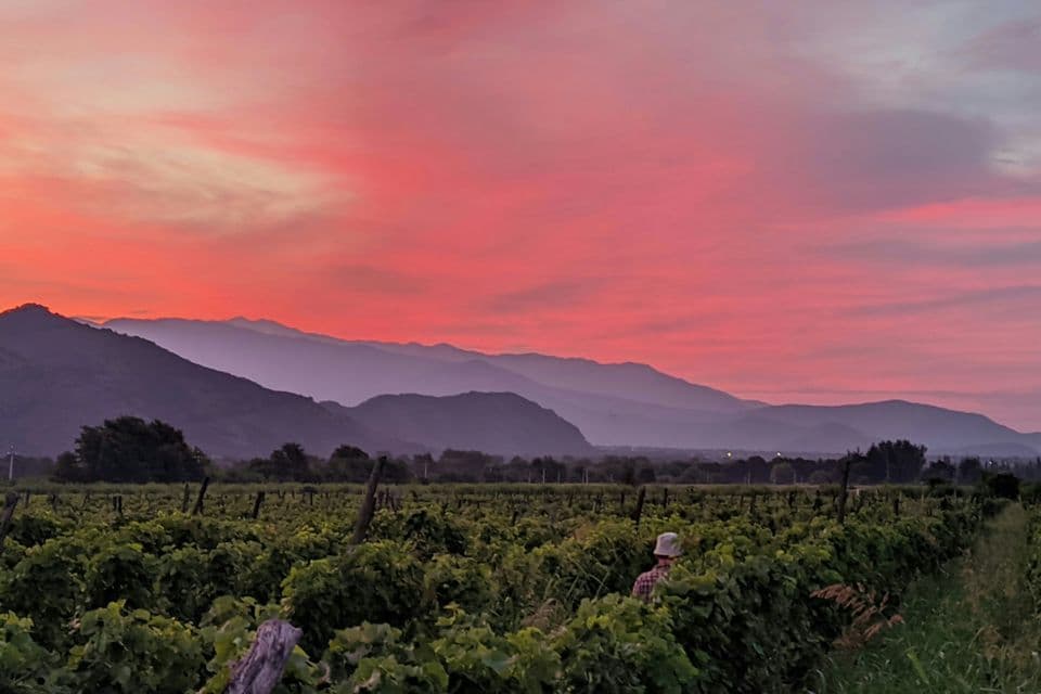 Vineyard at sunset in Shakriani, Kakheti, Georgia